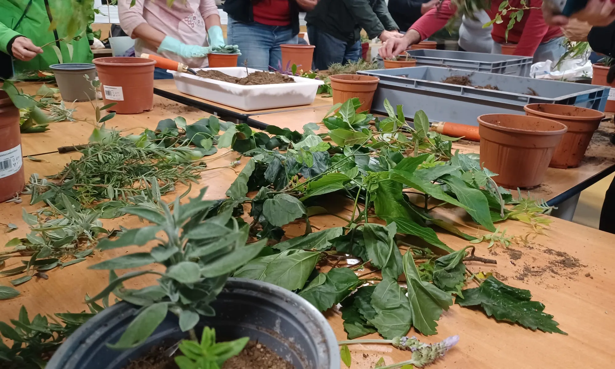 Taller d’esqueixos