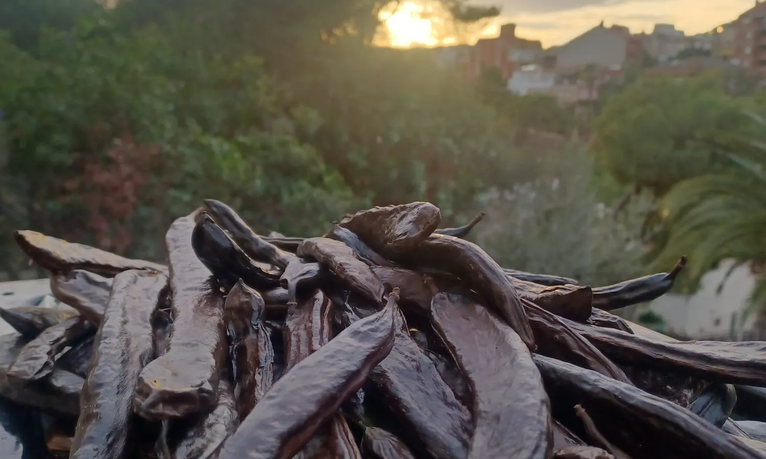 Fira Terra i Gust: cuinem xocolata de garrofa