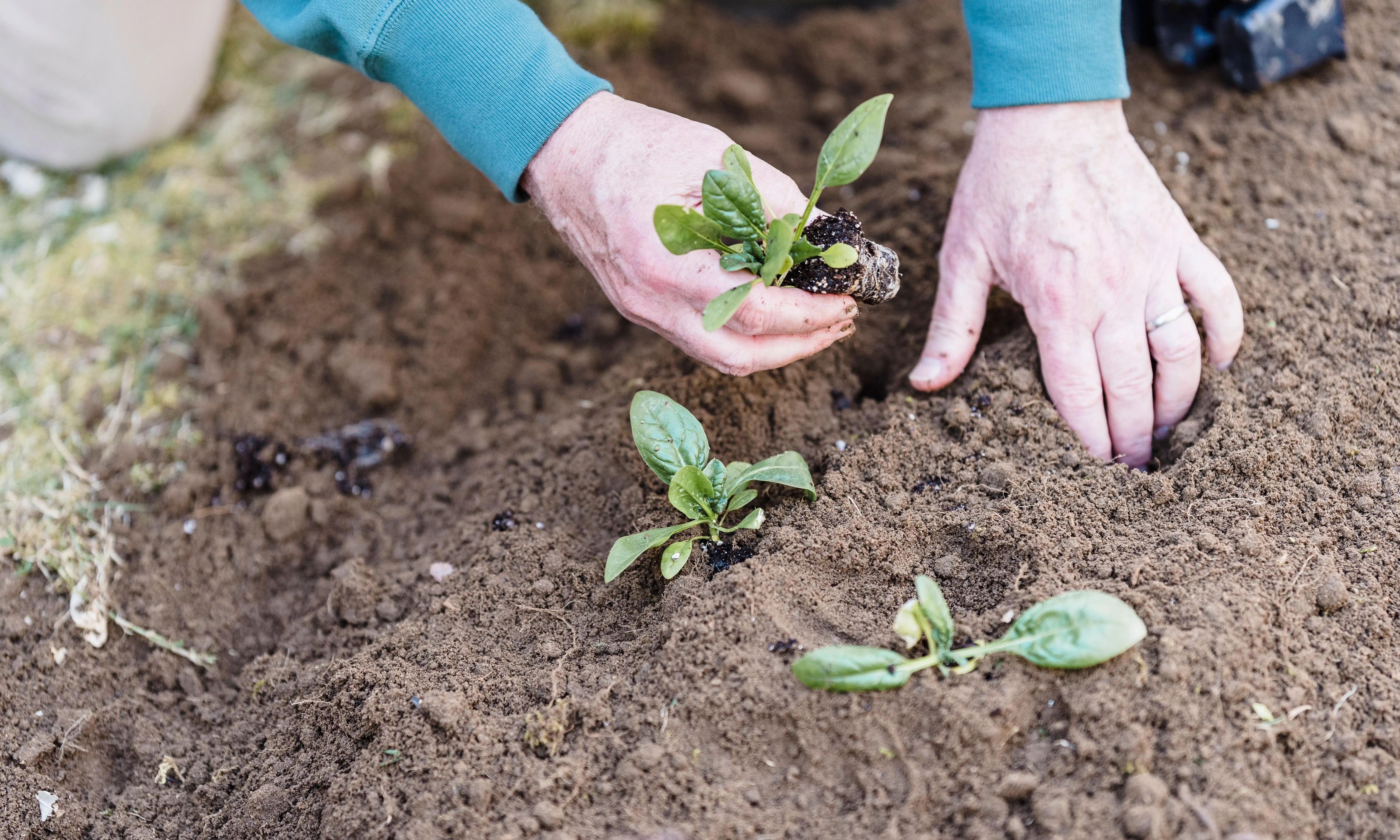 Les mans d'una persona plantant  plantant plançons al terra exterior