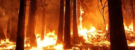 Ja han cremat més de 10 hectàrees i han mort 28 persones. Font: CC