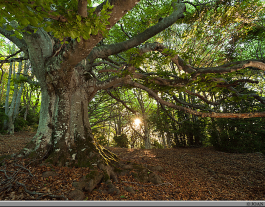 La fageda de Milany és un bosc madur d'alt valor ecològic Font: Joan Masdeu on flickr