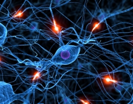Imatge del sistema nerviós Font: Pinterest