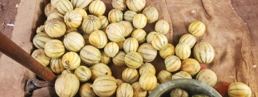 Les pèrdues de melons al Senegal es produeixen en cultius destinats a l'exportació a l'estat Espanyo Font: Espigoladors