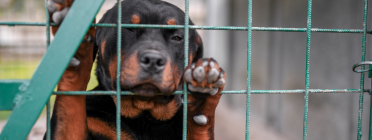 La nova llei de benestar animal vol aconseguir acabar amb el maltractament i l’abandonament dels animals. Font: Canva.