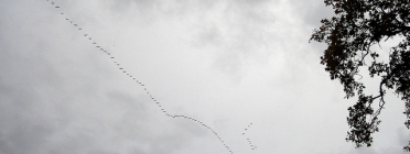 Migració d'ocells. Flickr Pablo Andrés Rivero Font: 