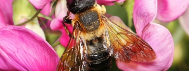 L'abella gegant de la resina va arribar a Europa fa deu anys i a Espanya fa quatre, molt probablement a causa del transport marítim. Font: CREAF