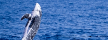 Al mar del litoral català viuen un total de vuit espècies diferents de cetacis, entre elles la fotografiada, un cap d'olla gris o 'grampus griseus'. Font: Sílvia Junca / Associació Cetàcea