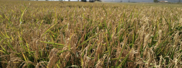 Les nits tropicals i les altes temperatures han provocat que la collita d'arròs d'aquesta temporada sigui d'un 10% menys que l'any passat. Font: Llicència CC Unsplash