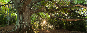 La fageda de Milany és un bosc madur d'alt valor ecològic Font: Joan Masdeu on flickr