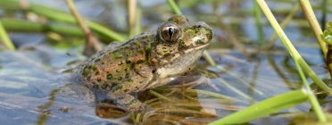 Els amfibis són un dels grups d'animals més vulnerables Font: Frank Vassen a Wikimedia Commons