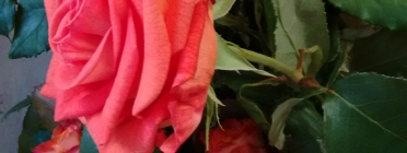 La campanya Roses Sense Espines vol fer reflexionar sobre el que hi ha darrera la producció i consum de roses Font: @formenteril