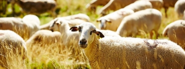 Les taques a la cara identifiquen a l'ovella Xisqueta, varietat declarada de protecció especial. Font: Associació Obrador Xisqueta