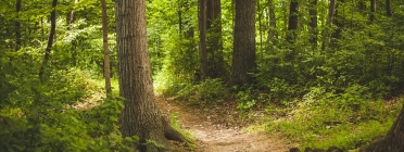 Imatge d'un camí enmig d'un bosc frondós. Font: Pixabay