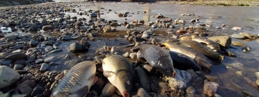 Peixos morts al riu Besòs a causa de l'incendi a una planta de tractament de residus. Font: GRENP
