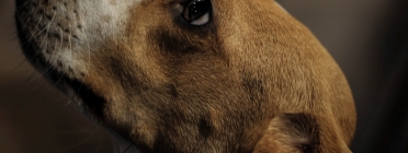 Els gossos beagle són utilitzats massa sovint per a experiments de diversos tipus. Font: Llicència CC (Unplash)
