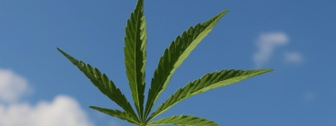 Una fulla de cànnabis en una imatge d'arxiu. Font: TinaKru (Pixabay)