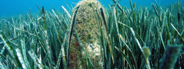 La 'Pinna nobilis' és una nacra o mol·lusc, endèmica del mar Mediterrani, que habita en praderies de plantes marines i un quart del seu cos està soterrat. Font: Submon