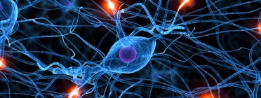 Imatge del sistema nerviós Font: Pinterest