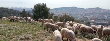 El ramat que pastura Barcelona en aquesta prova pilot està format per cabres i ovelles, i compta amb dos pastors, dos gossos de vigilància i un gos mastí. Font: Cooperativa Can Pujades