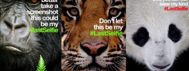 The #lastselfie, una campanya a les xarxes socials de WWF  Font: WWF