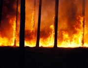 Els incendis forestals a Grècia, Turquia i Catalunya són algunes de les conseqüències visibles de l'emergència climàtica. Font: Ervins Strauhmanis (CC BY 2.0)
