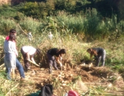 Jornada de voluntariat ambiental per l'extracció de canyes al riu Ripoll amb l'Adenc (imatge: adenc.cat)