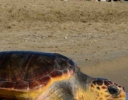 Alliberament de tortugues marines a L'Ametlla de mar dijous 5 de juliol