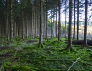 Els boscos són ecosistemes molt sensibles i hi han molts projectes que els cuiden. Fotografia de Tim Gordon. Llicència d'ús CC BY-ND 2.0 Font: Tim Gordon. Llicència d'ús CC BY-ND 2.0