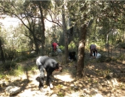 El Bosc de Turull és un bosc al mig del barri de Gràcia on es realitzen activitats ambientals i comunitàries Font: Aula Ambiental Bosc de Turull