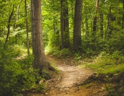 Imatge d'un camí enmig d'un bosc frondós. Font: Pixabay