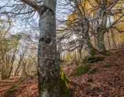 Espais forestals dels Pirineus catalans. Font: Marta Bretó
