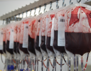 Bosses de sang al laboratori del Banc de Sang i de Teixits. Font: FCVS - Alba Pueyo