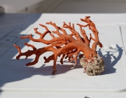 El coral vermell, en perill a Catalunya. Font: Lourdes Casademont