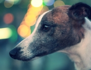 Els gossos llebrers queden desprotegits en l'actual text de la llei de benestar animal. Font: Llicència CC (Unsplash)