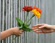 Mà donant ram de flors entre reixa Font: Pixabay