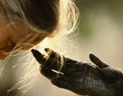 Jane Goodall amb la mà d'un ximpanzé  Font: 
