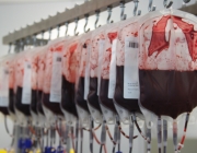 Bosses de sang al laboratori del Banc de Sang i de Teixits. Foto: Alba Pueyo. Font: 