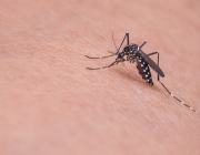 L'aplicació 'Mosquito Alert' té com a objectiu detectar al territori les poblacions de mosquits transmissors de malalties. Font: Llicència CC Pixabay