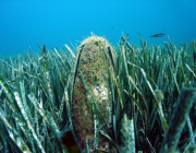 La 'Pinna nobilis' és una nacra o mol·lusc, endèmica del mar Mediterrani, que habita en praderies de plantes marines i un quart del seu cos està soterrat. Font: Submon