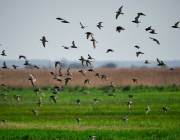 Els humans haurien estat responsables de l'extinció de 1.430 espècies d'ocells. Font: Pexels