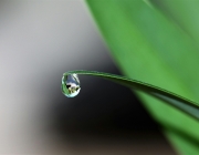 Gota d'aigua en una fulla. Font: Pixabay