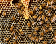 Vista duperior d'abelles posant mel Font: Pexels