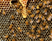 Rusc d'abelles. Font: Pixabay