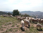 El ramat que pastura Barcelona en aquesta prova pilot està format per cabres i ovelles, i compta amb dos pastors, dos gossos de vigilància i un gos mastí. Font: Cooperativa Can Pujades