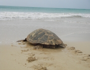 Des de l'any 2014, a la costa catalana no ha parat d'augmentar el nombre de nius de tortuga careta o babaua. Font: Xarxa per la Conservació de la Natura