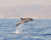 SUBMON estudia els dofins mulars de Cap de Creus des de fa tres anys. Font: SUBMON.