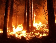 Ja han cremat més de 10 hectàrees i han mort 28 persones. Font: CC