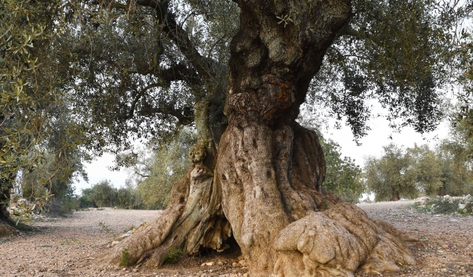 Les oliveres monumentals són arbres únics que poden tenir centenars d’anys i, en alguns casos, fins i tot sobrepassar el miler. Font: Xavi Jiménez / GEPEC-EdC