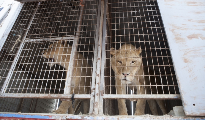 Mufasa i Simba són els dos lleons cedits a l'ONG Font: Fundació Primadomus