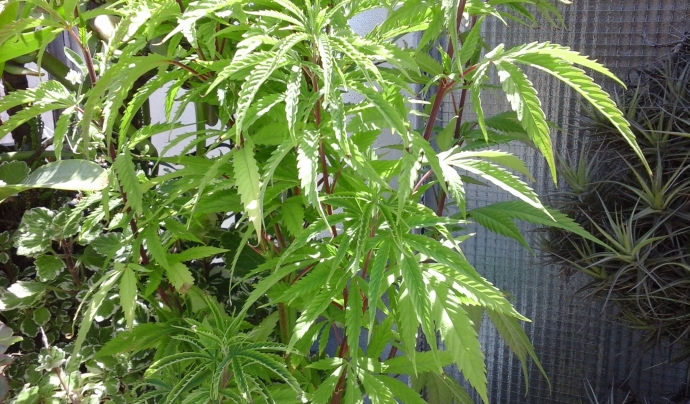 La planta Cannabis indica cultivada en una terrassa per autoconsum Font: Josep V. Marín